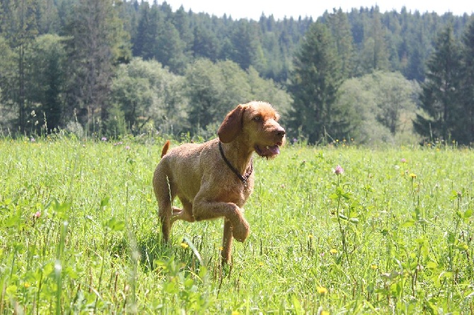 de l'écho d'Elodie - CACIB en Pologne