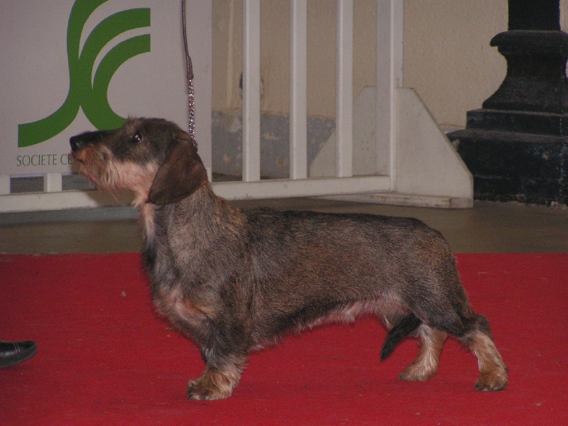 CH. Balmine de l'écho d'Elodie