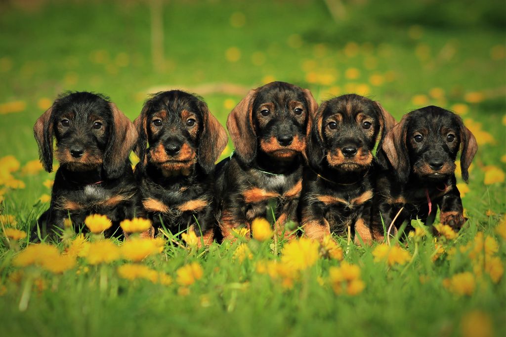 Les chiots de Nermine